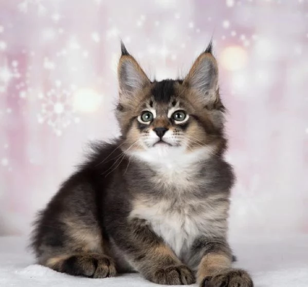bellissimi gattini caracat F5 disponibili | Foto 2