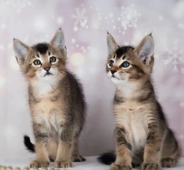 bellissimi gattini caracat F5 disponibili