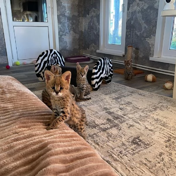 Gattini Savannah e Serval | Foto 5