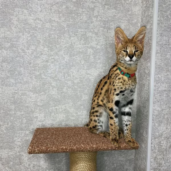 Gattini Savannah e Serval