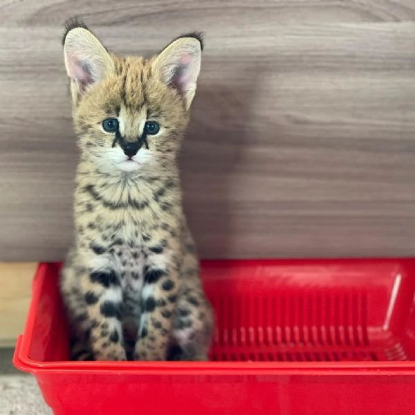 Gattini Savannah e Serval | Foto 0