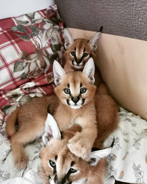 Cuccioli di Serval e Caracal disponibili | Foto 4