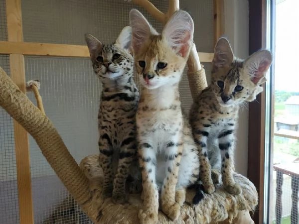 Magnifici gattini Caracat e Savannah | Foto 5