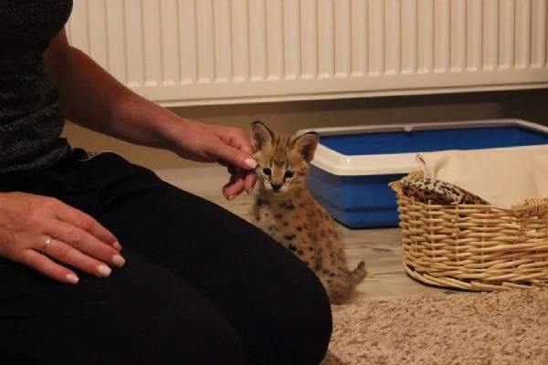 Regalo di Natale per i vostri bambini | Foto 2