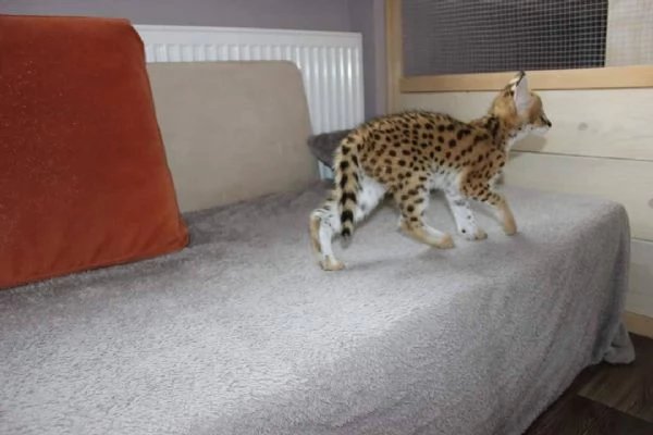 Regalo di Natale per i vostri bambini | Foto 0