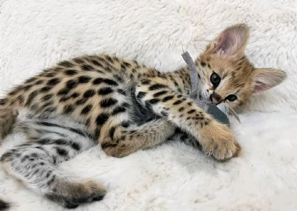 Bambini della savannah  | Foto 6