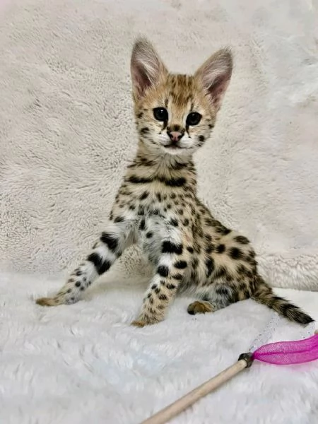 Bambini della savannah  | Foto 5