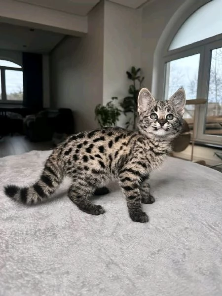 Bambini della savannah 