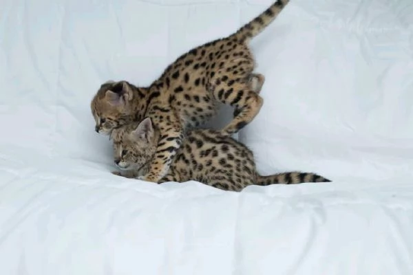 Bambini della savannah  | Foto 1