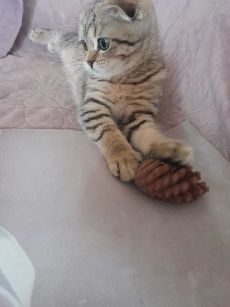 Gattina Scottish Fold | Foto 5