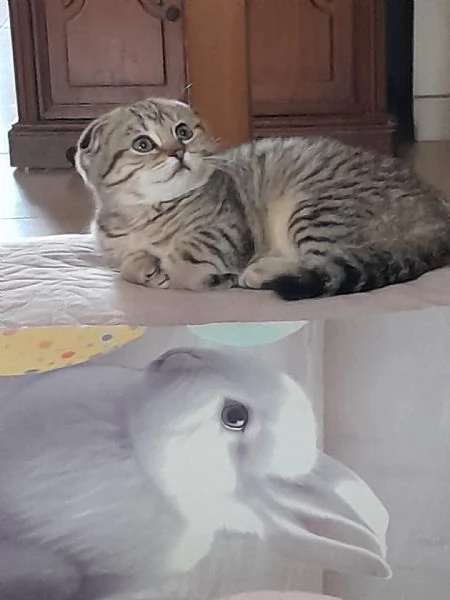 Gattina Scottish Fold | Foto 4