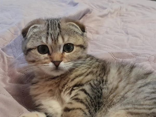 Gattina Scottish Fold | Foto 3
