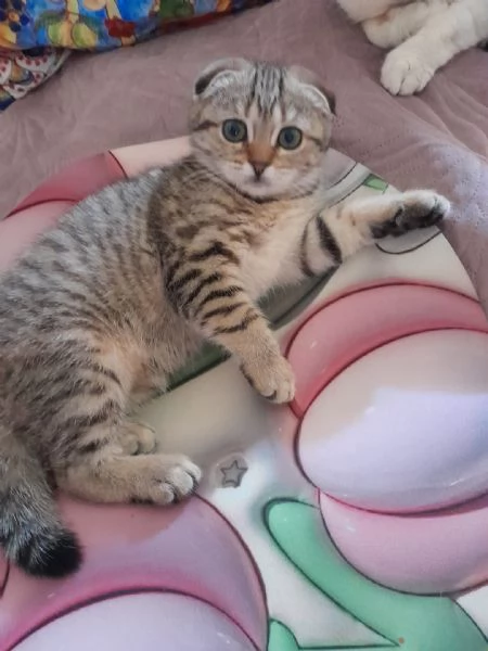 Gattina Scottish Fold | Foto 2