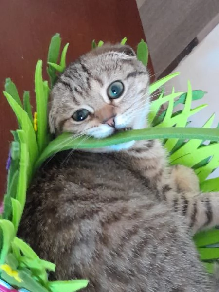 Gattina Scottish Fold | Foto 1