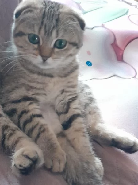 Gattina Scottish Fold | Foto 0