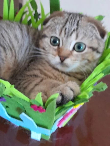 Gattina Scottish Fold