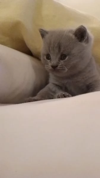 Gatto Scottish Fold  | Foto 1