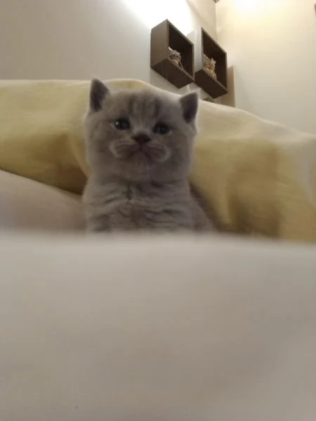 Gatto Scottish Fold  | Foto 0