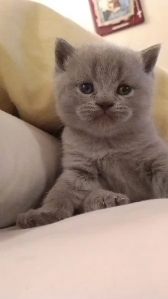 Gatto Scottish Fold 
