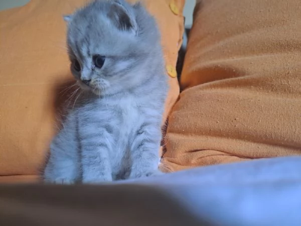 Gattina Scottish  | Foto 1