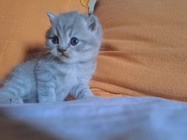 Gattina Scottish 
