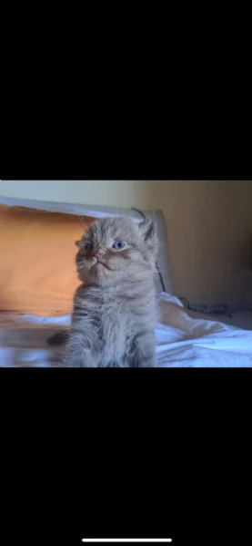 Gatti Scottish  | Foto 2