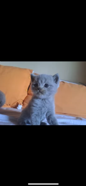 Gatti Scottish  | Foto 1