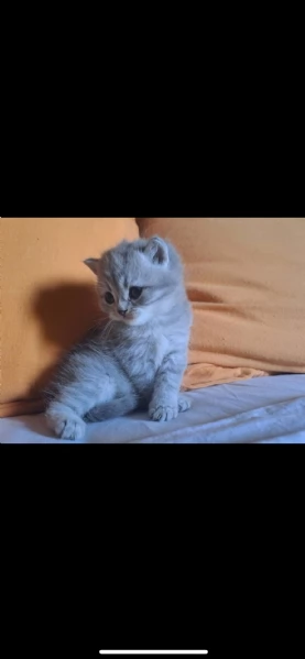 Gatti Scottish  | Foto 0