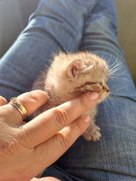 Gattini Scottish Straight  | Foto 6