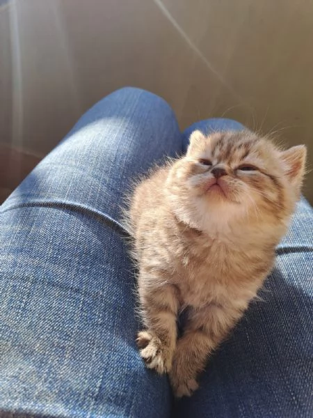 Gattini Scottish Straight  | Foto 4