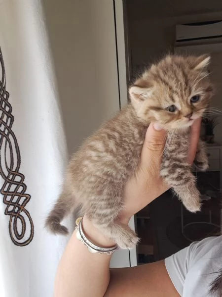 Gattini Scottish Straight  | Foto 3