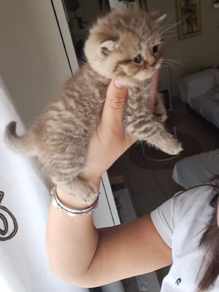 Gattini Scottish Straight  | Foto 2