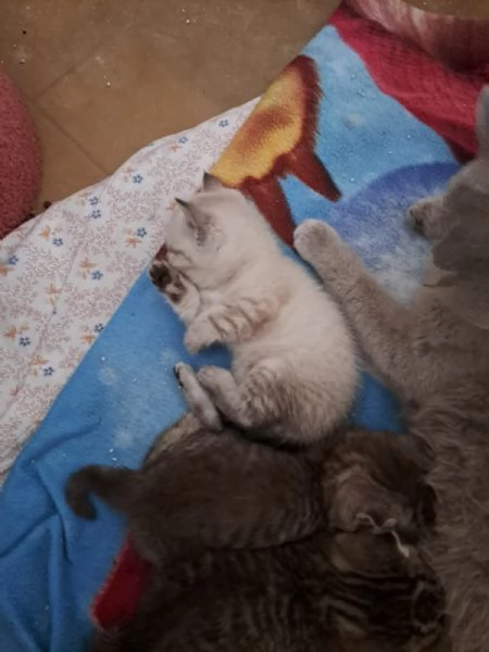 Gattini Scottish Straight  | Foto 1