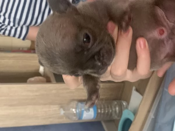 Bulldog francese  | Foto 3