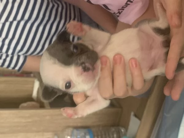 Bulldog francese  | Foto 1