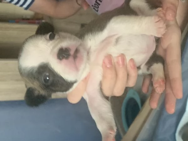 Bulldog francese  | Foto 0
