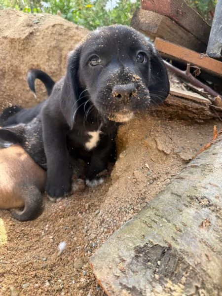 Cuccioli simil labrador beagle | Foto 3