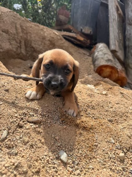 Cuccioli simil labrador beagle | Foto 2
