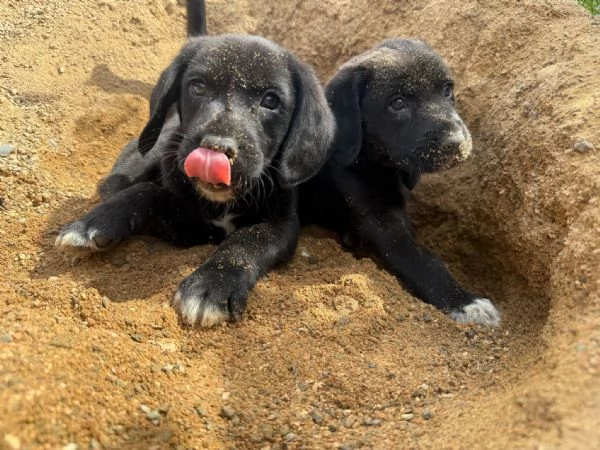 Cuccioli simil labrador beagle | Foto 0