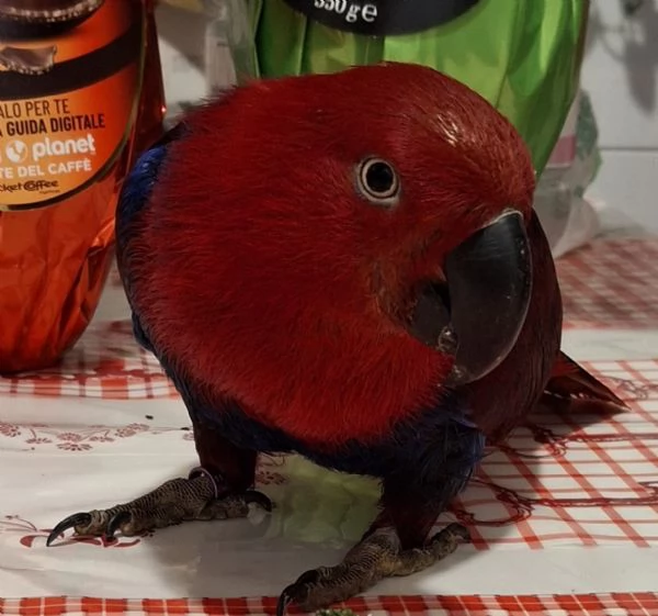 Pappagallo 