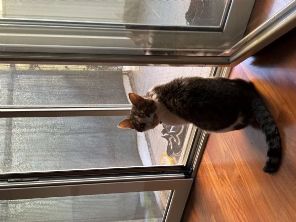 Leo cerca una nuova casa