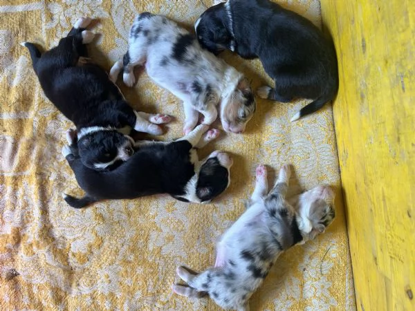 Cuccioli cercano casa 