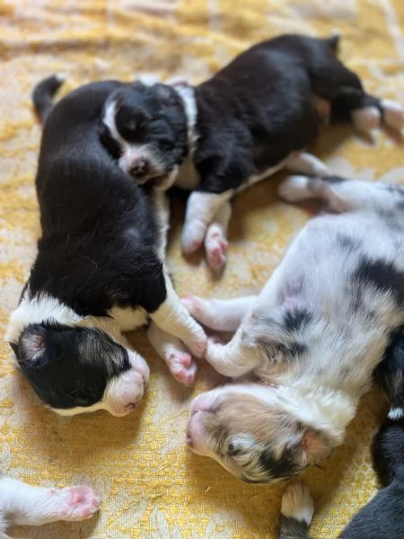 Cuccioli cercano casa  | Foto 2