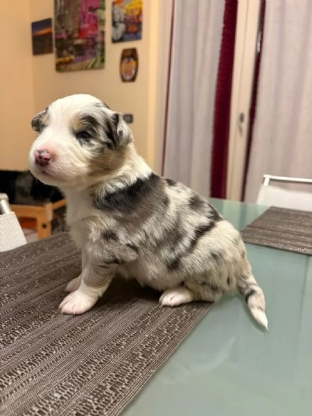 Cuccioli cercano casa  | Foto 1