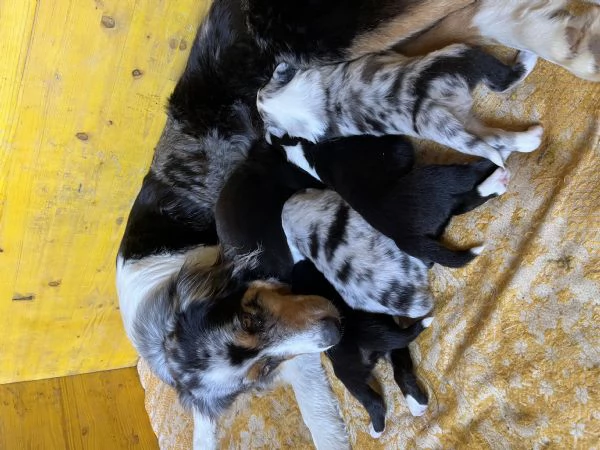 Cuccioli cercano casa  | Foto 0