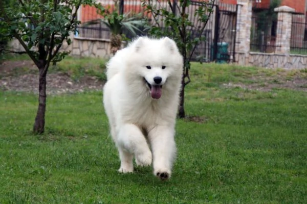 Cucciolo Samoyedo | Foto 3
