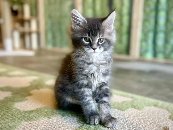 Cuccioli di Maine coon