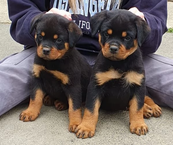 Cuccioli di Rottweiler speciali in vendita | Foto 0