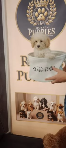 MALTIPOO 