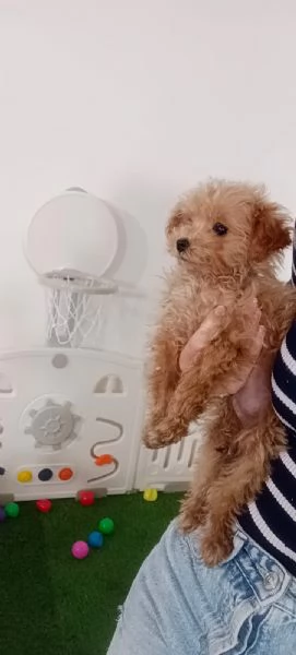 MALTIPOO MINI TOY PREZZO SPECIALE 